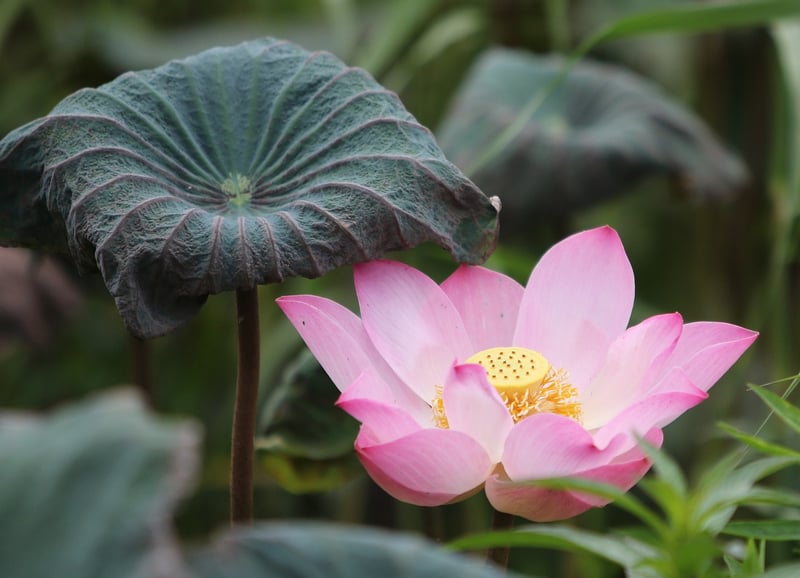 Lotus Pose Image